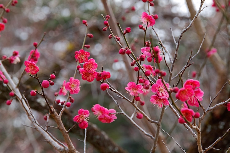 매화 향기는 저 멀리 남방에서