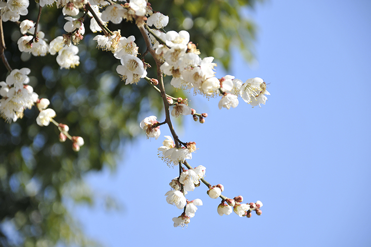매화? 그거 먹는 건가요?