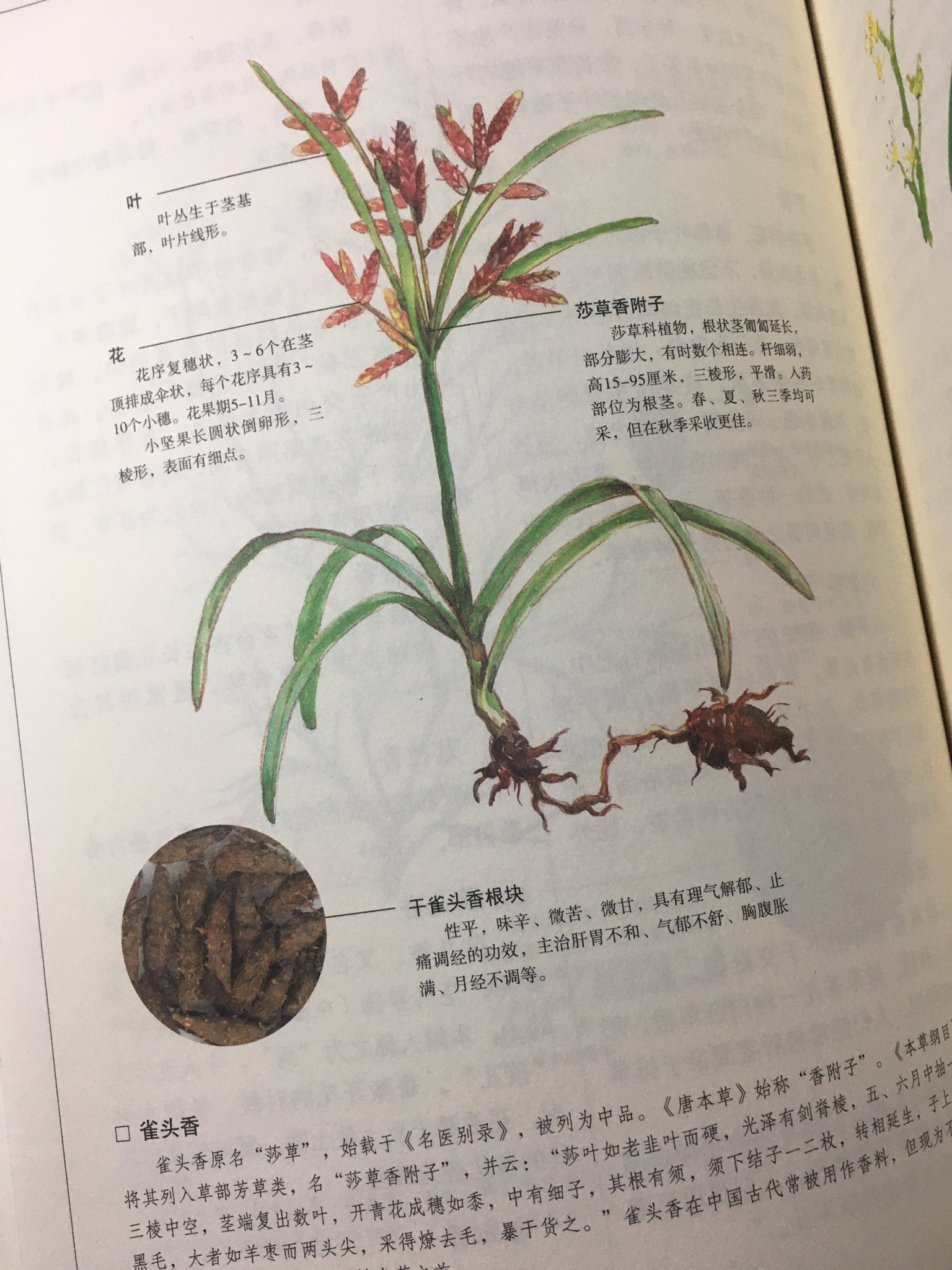 작두향 식물 그림